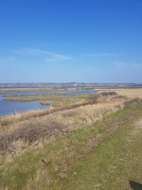Picture of the marshes and a blue sky